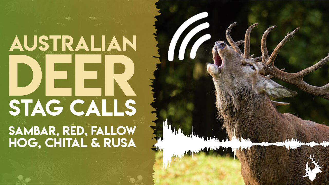 Australian Deer Stag Calls - Australian Hunters Club