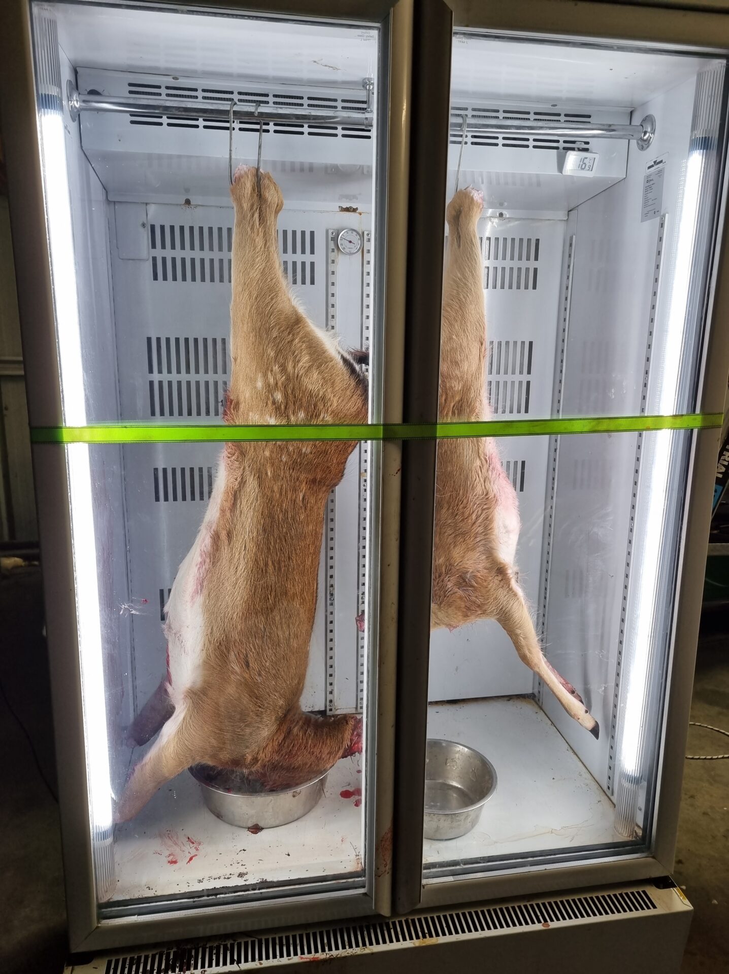 Fallow Deer - Skinning and Butchering Demonstration - Australian ...