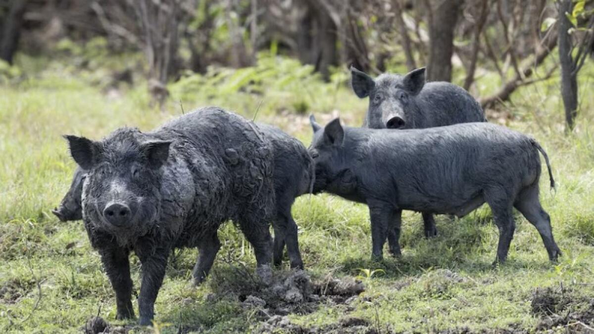 NSW Pig hunt Australian Hunters Club